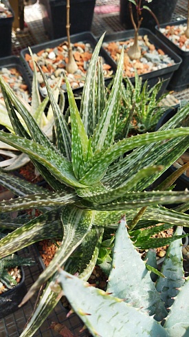 Алоэ арборескенс вариегата (Aloe arborescens variegata), 16-18 см н/у черенок